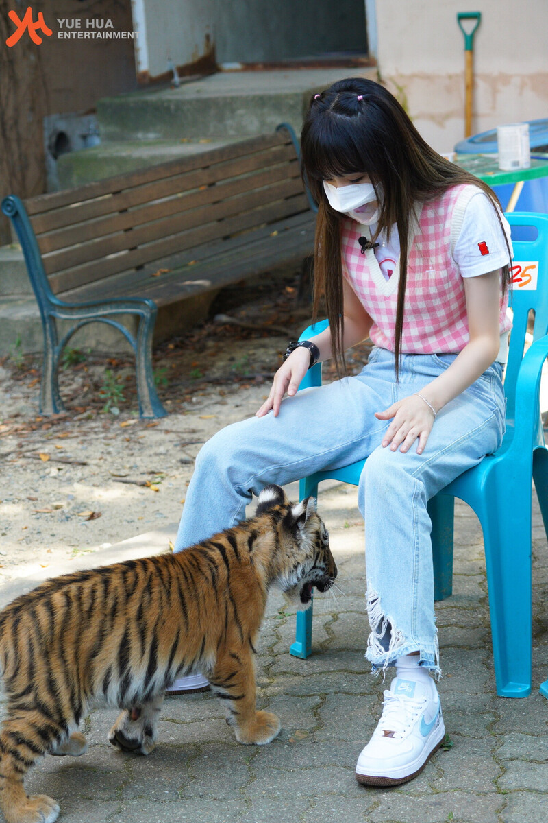 210901 Yuehua Naver Post - Yena Animal Detective Behind documents 17