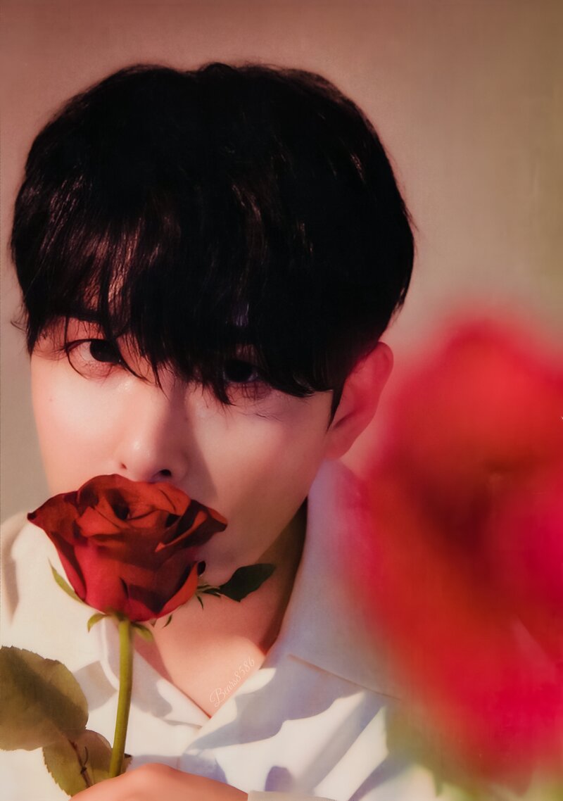 [SCAN] RYEOWOOK - 'A Wild Rose' Petal version documents 2