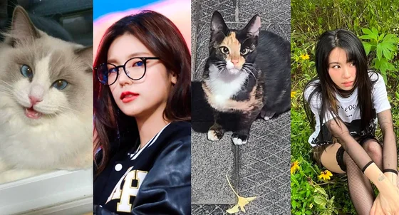"JYP is a Cat Collector" — Korean Netizens Amazed at the Number of JYP Artists With Cat-Like Features