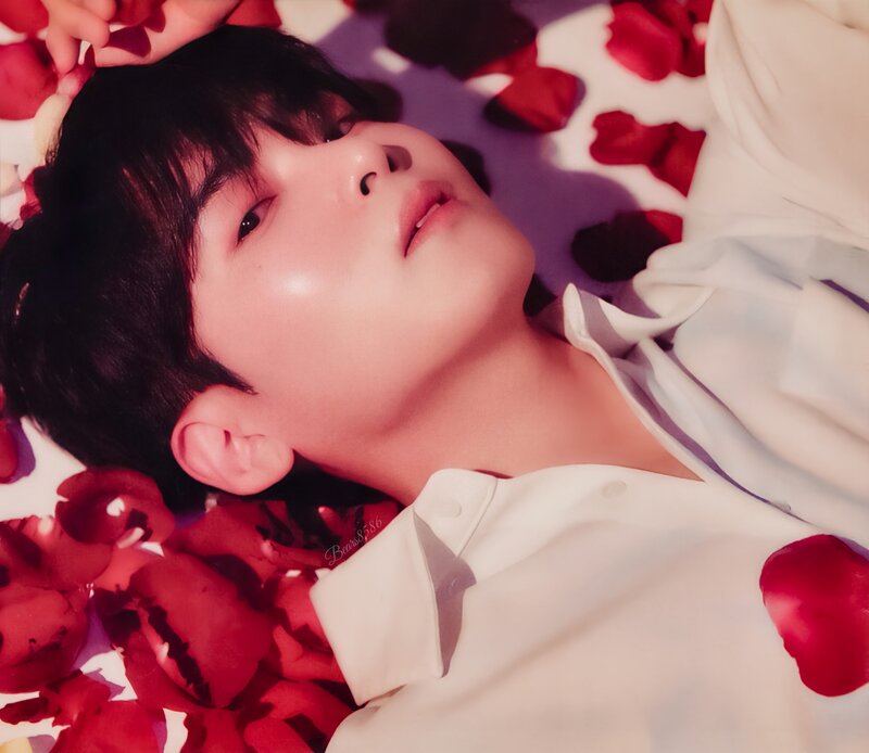 [SCAN] RYEOWOOK - 'A Wild Rose' Petal version documents 1