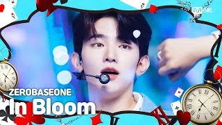 [K-POP 시간 여행 특집] ZEROBASEONE (제로베이스원) - In Bloom #엠카운트다운 EP.810 | Mnet 230817 방송