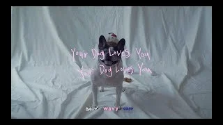 Colde - Your Dog Loves You