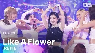 IRENE (아이린) - Like A Flower @인기가요 inkigayo 20241215